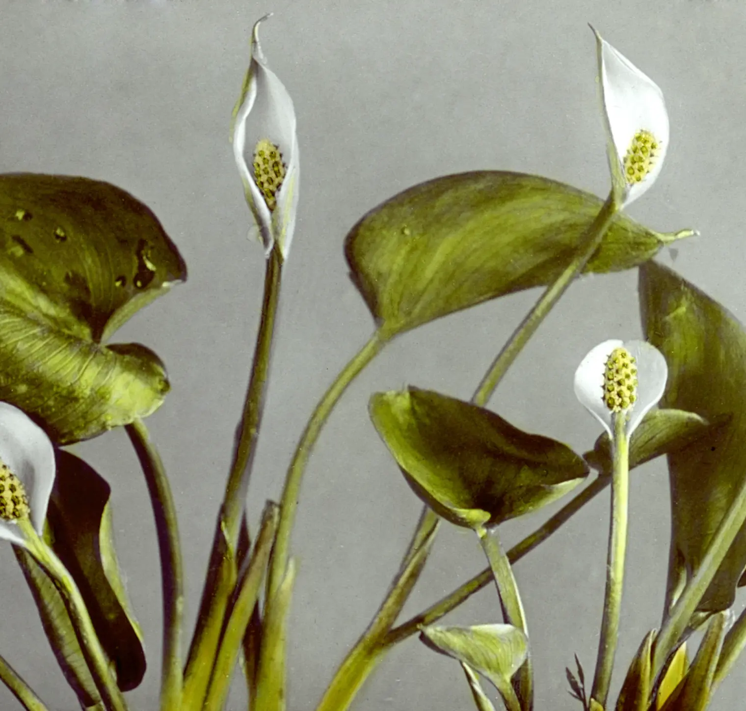 Botanische Blumen